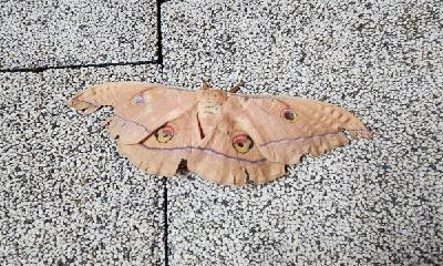 (연재) 스마트폰으로 보는 세상 453